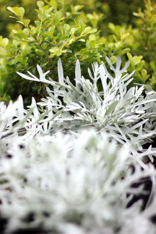 Senecio vira-vira