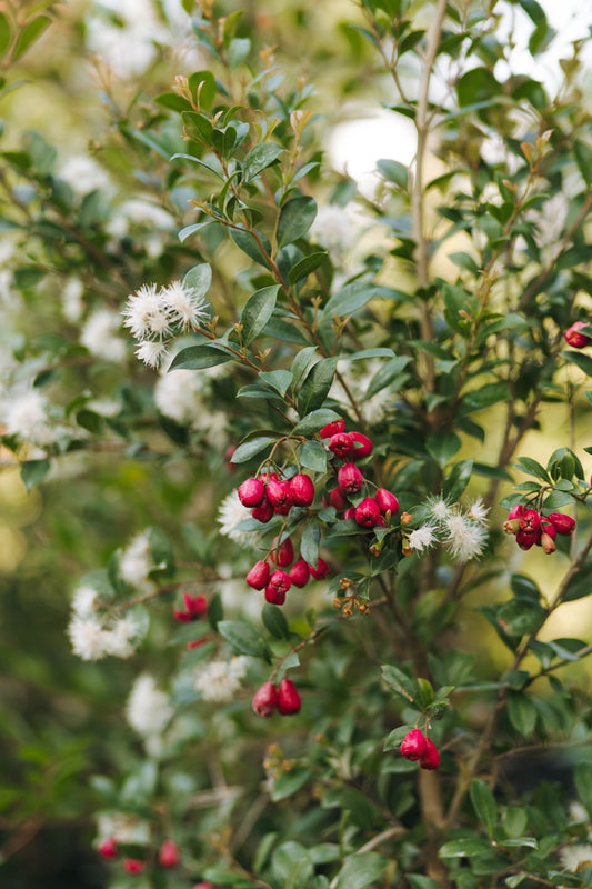 Eugenia myrtifolia