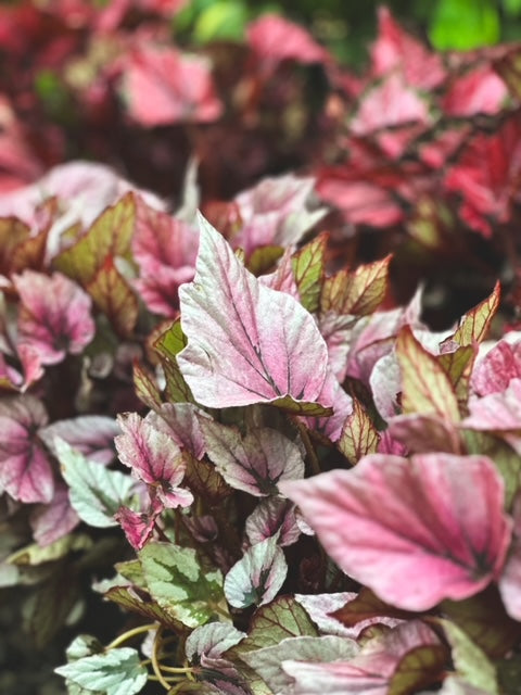 Begonia Rex
