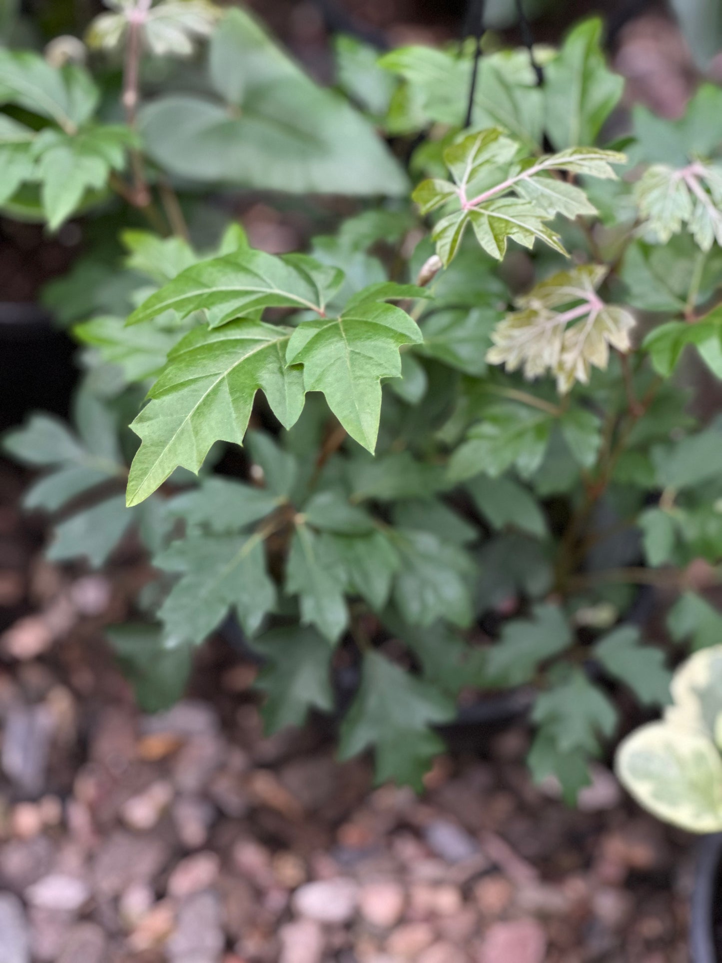 Cissus