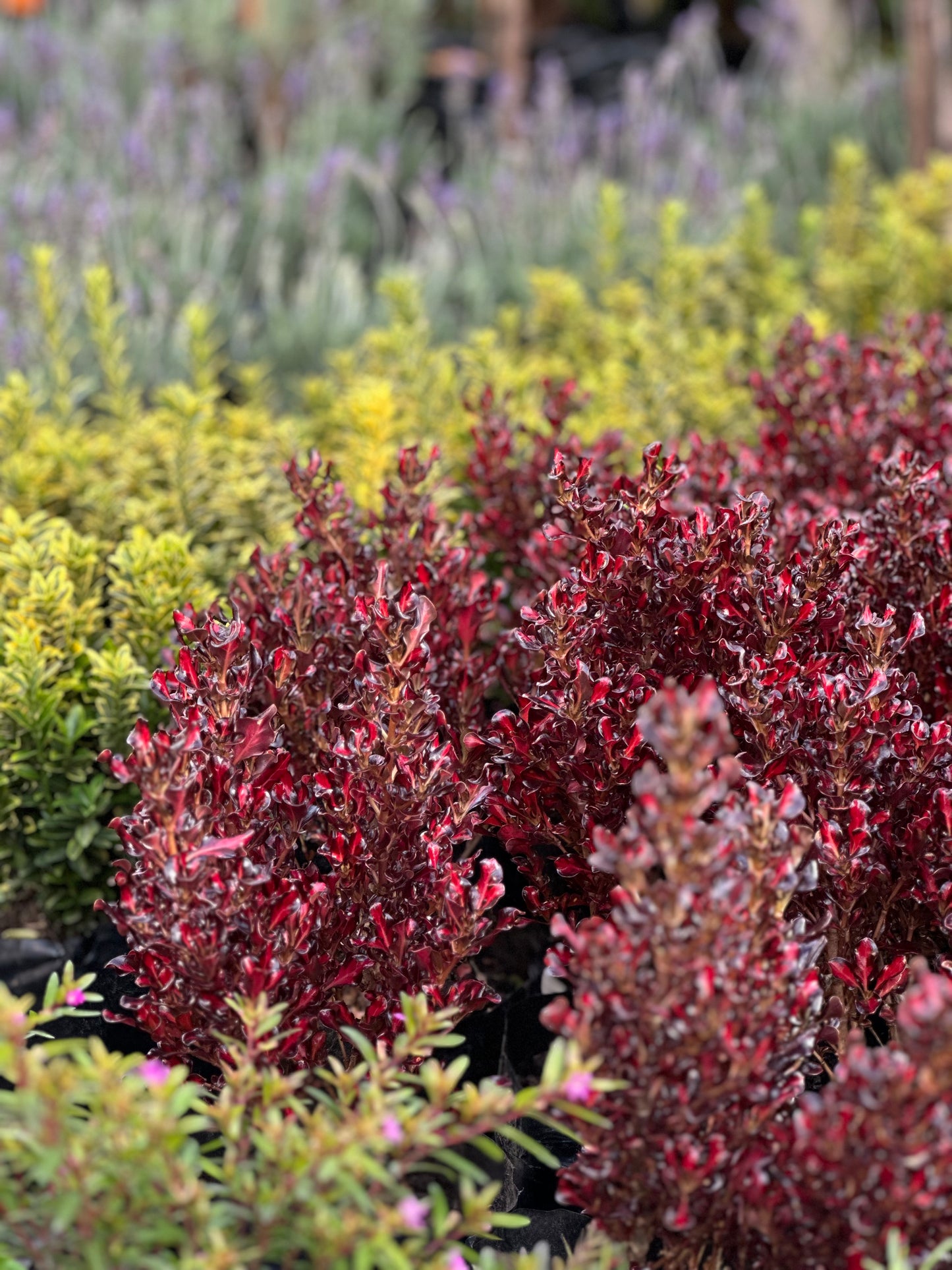Coprosma repens red