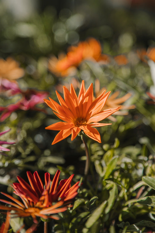 Gazania