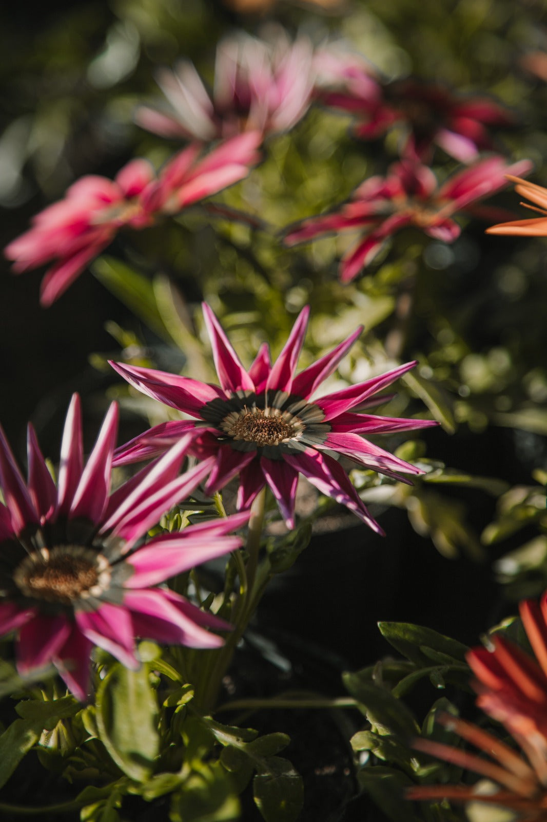 Gazania