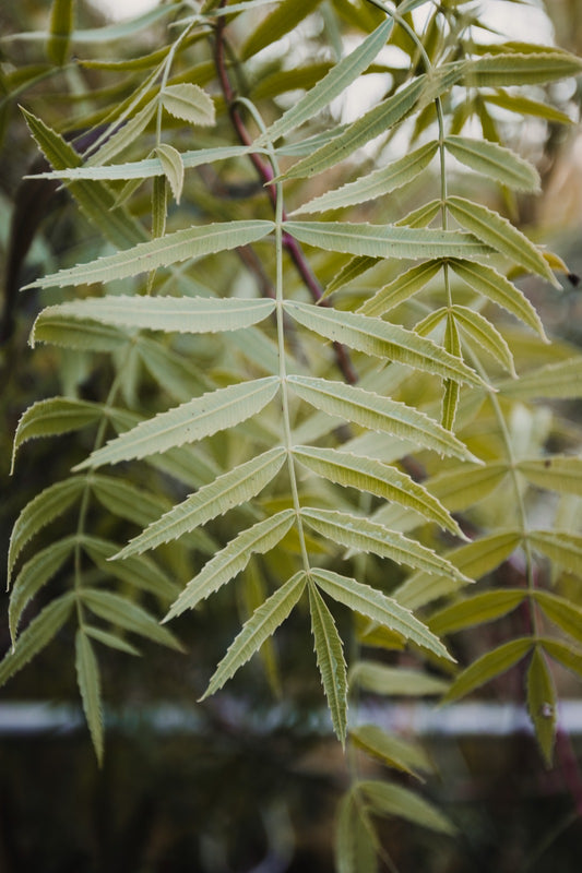 Anacahuita