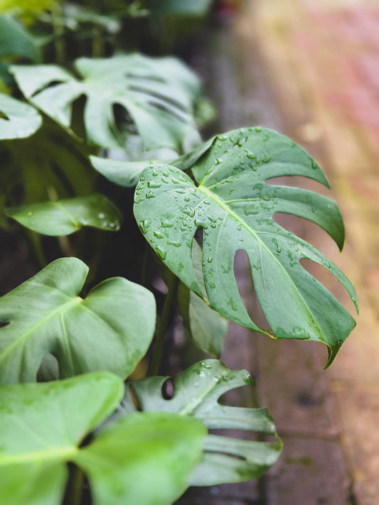Monstera deliciosa