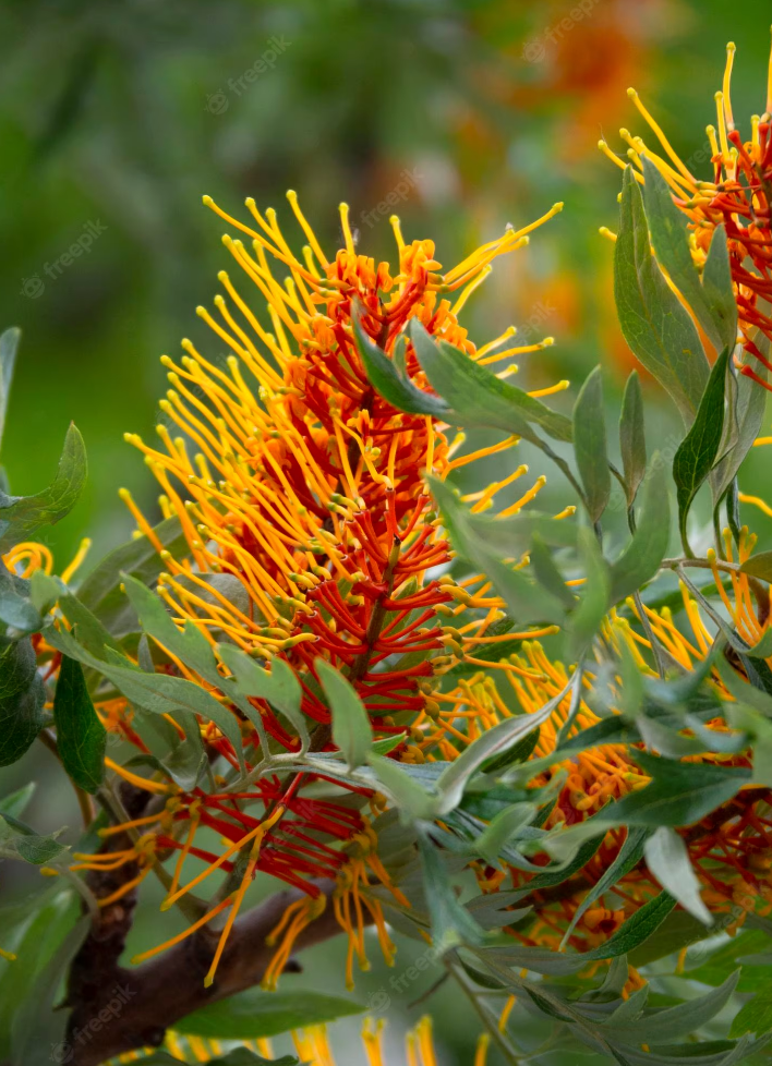 Grevillea robusta