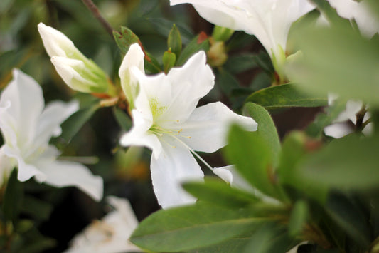 Azalea