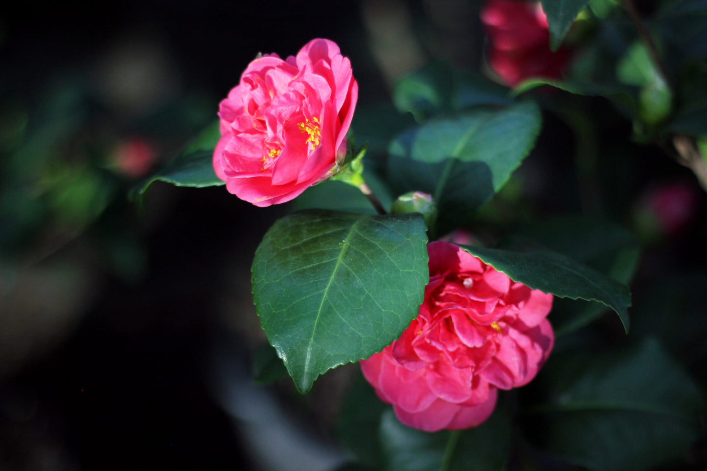 Camelia