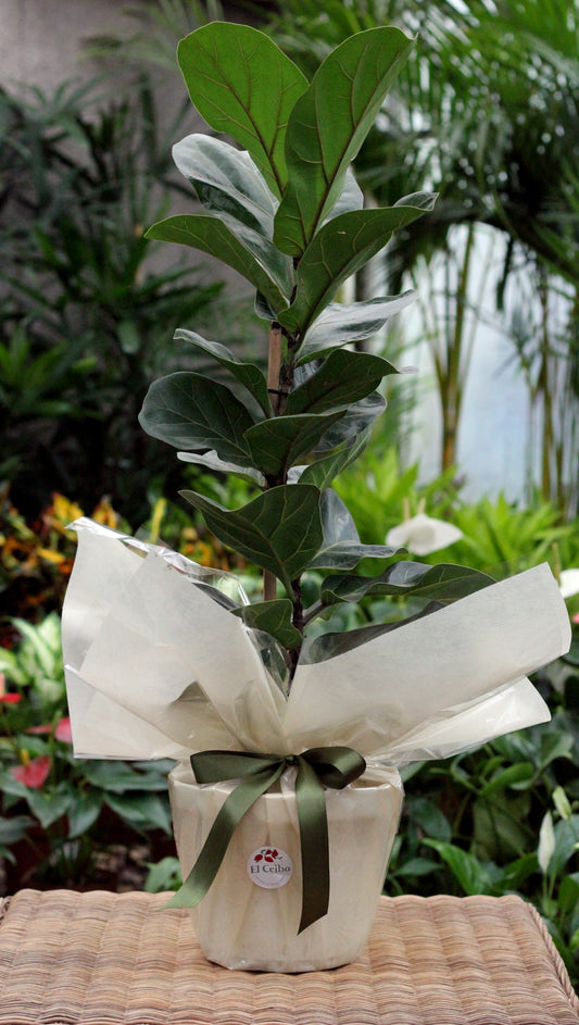 Ficus lyrata compacto