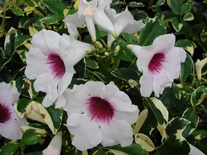 Pandorea jasminoides variegada