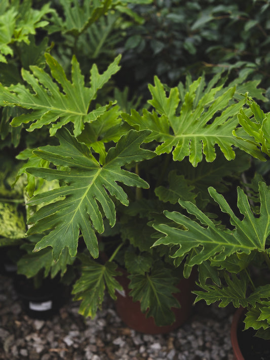 Philodendron Shangrilá