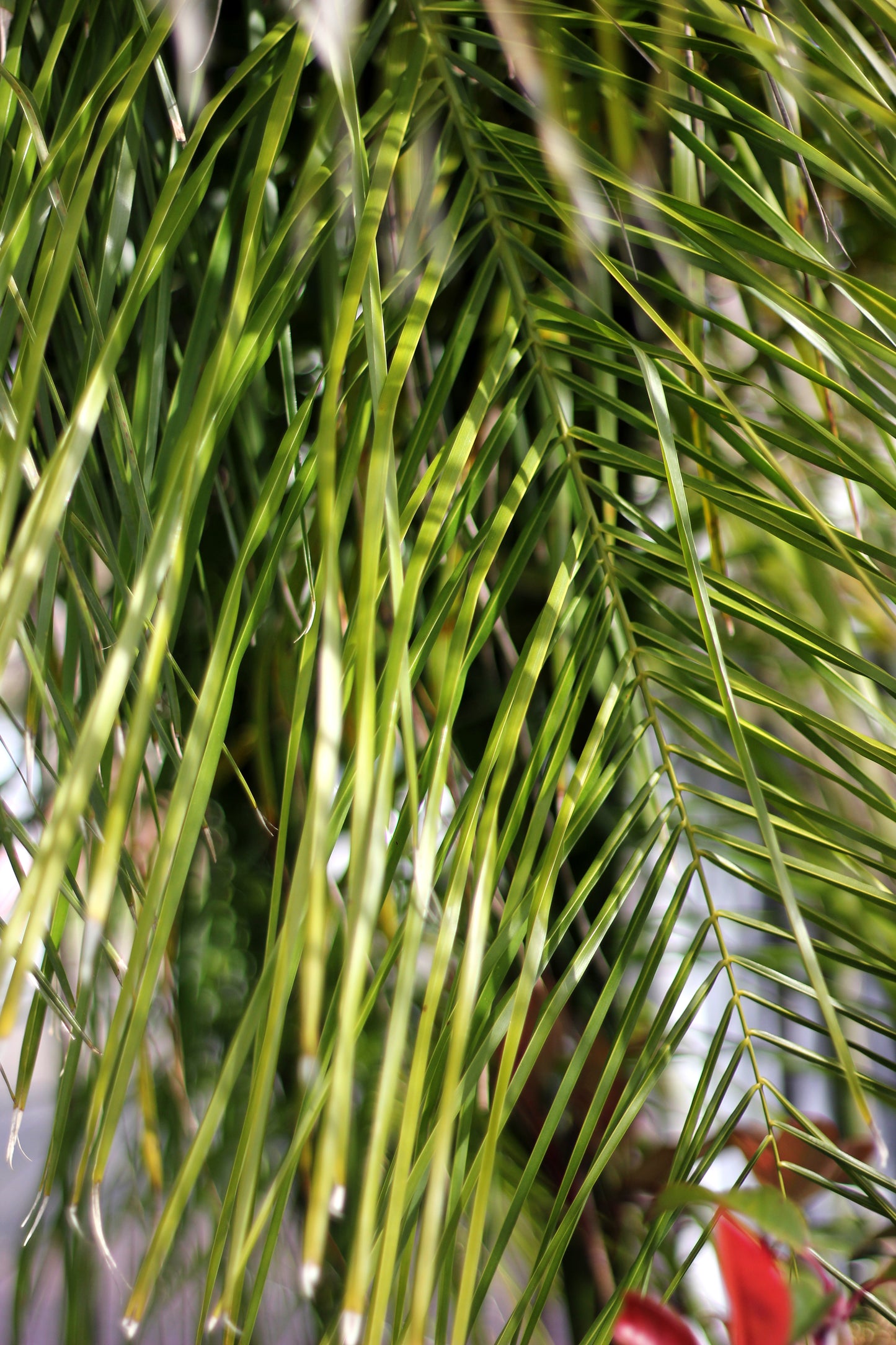 Pindó