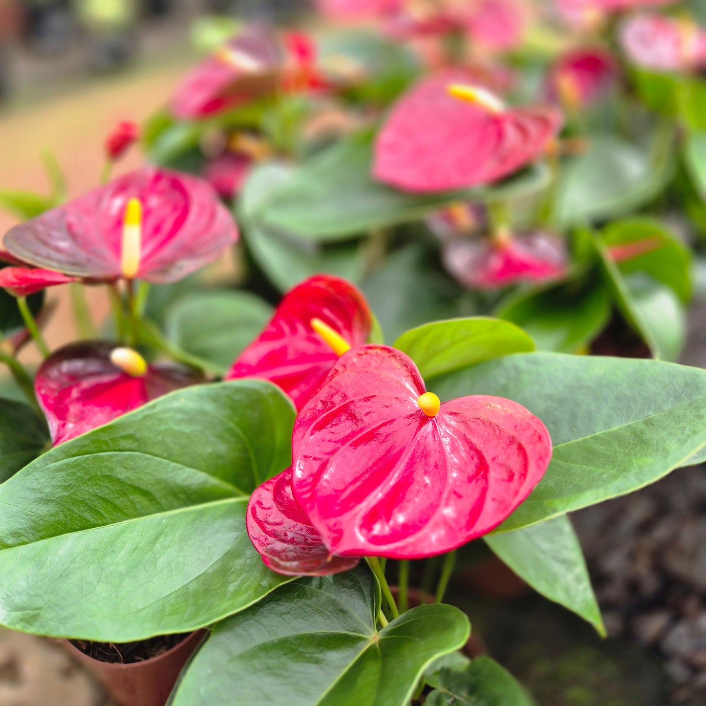 Anthurium mini