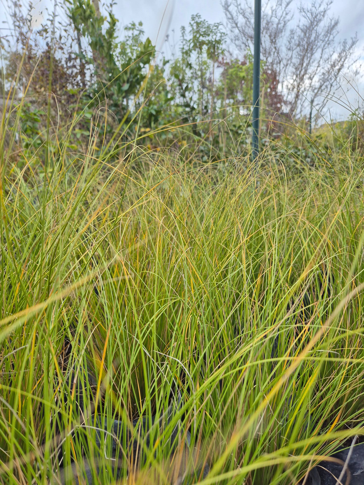 Carex verde