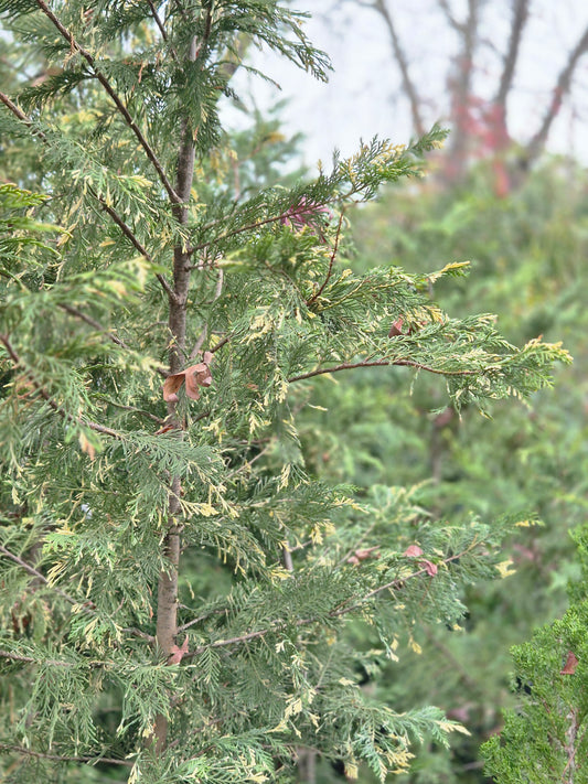 Libocedro variegado