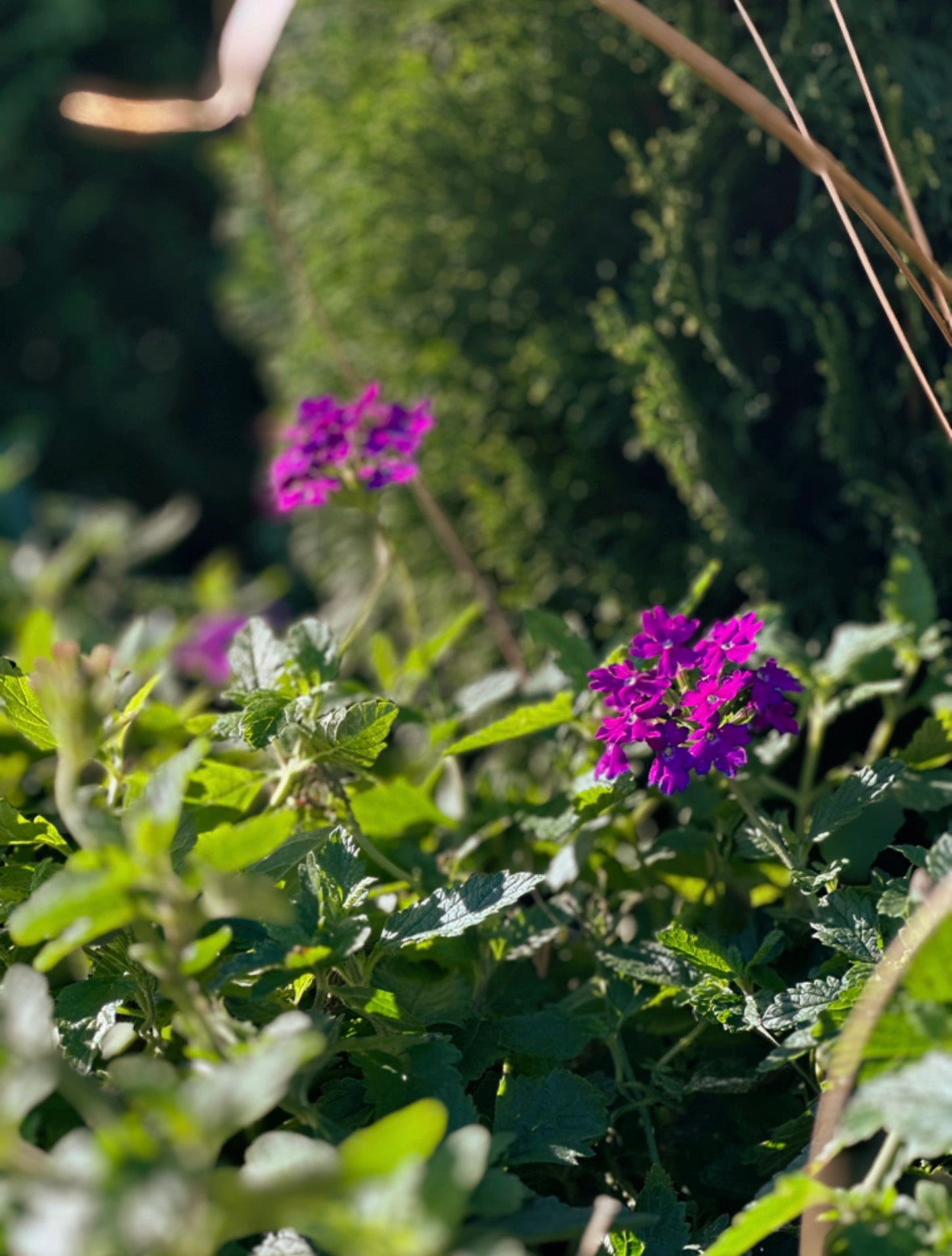 Verbena rastrera