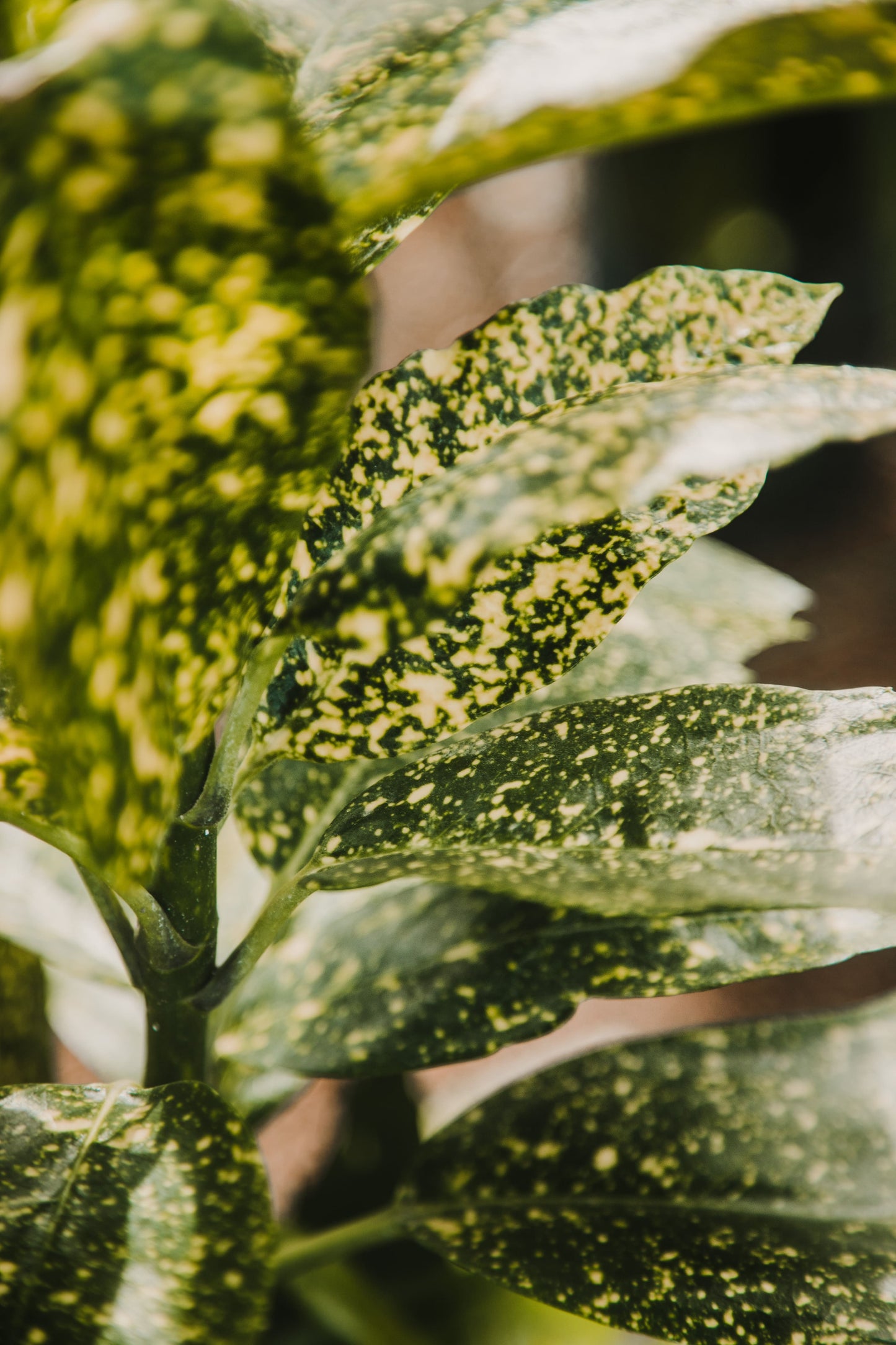 Aucuba Japonica 'Variegata'