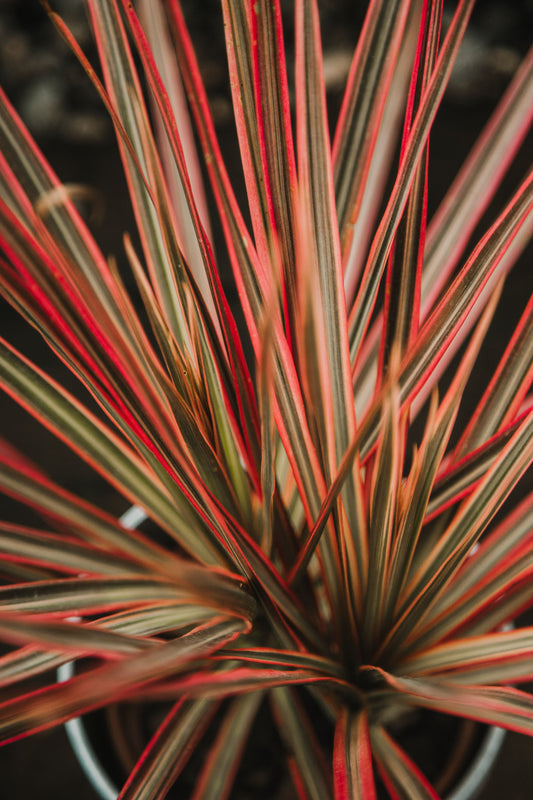 Drácena Tricolor