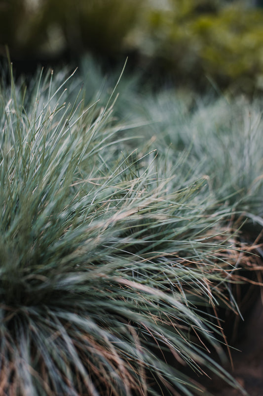 Festuca glauca