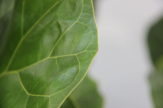 Ficus lyrata común