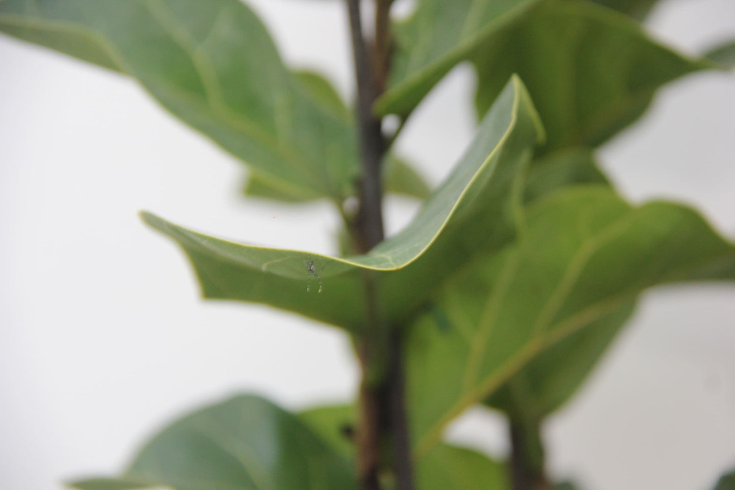 Ficus lyrata común