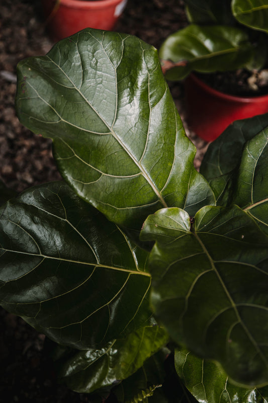 Ficus lyrata común