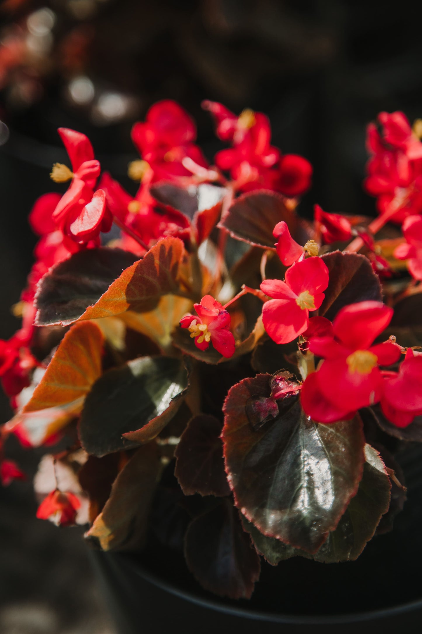 Flor de Azúcar