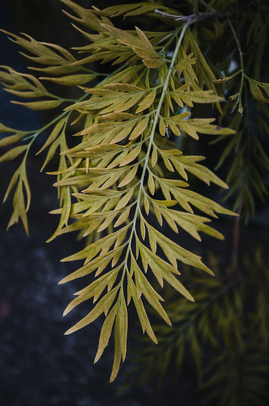 Grevillea robusta