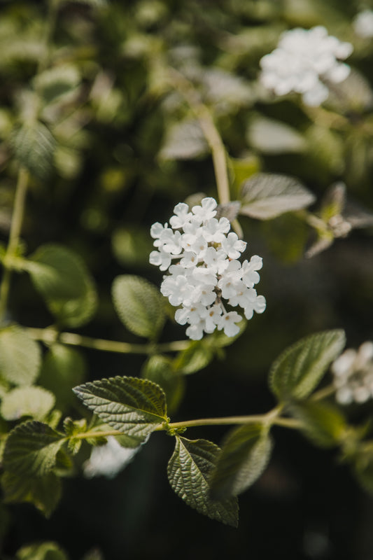 Lantana rastrera
