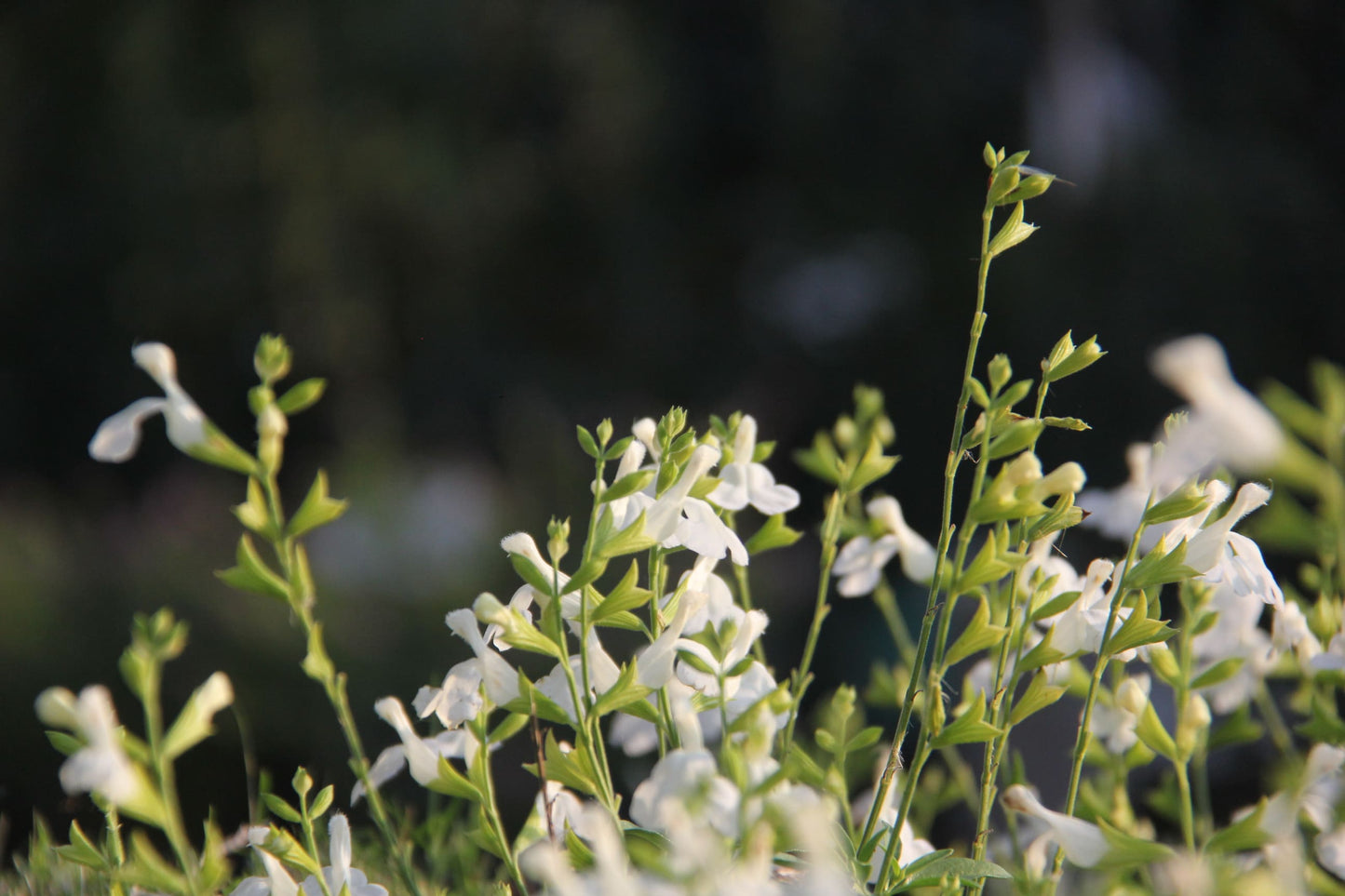 Salvia Greggii