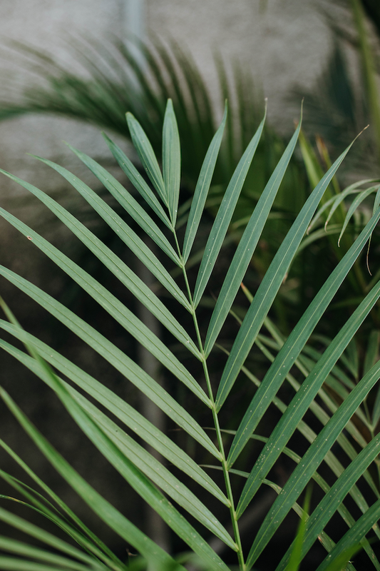 Areca