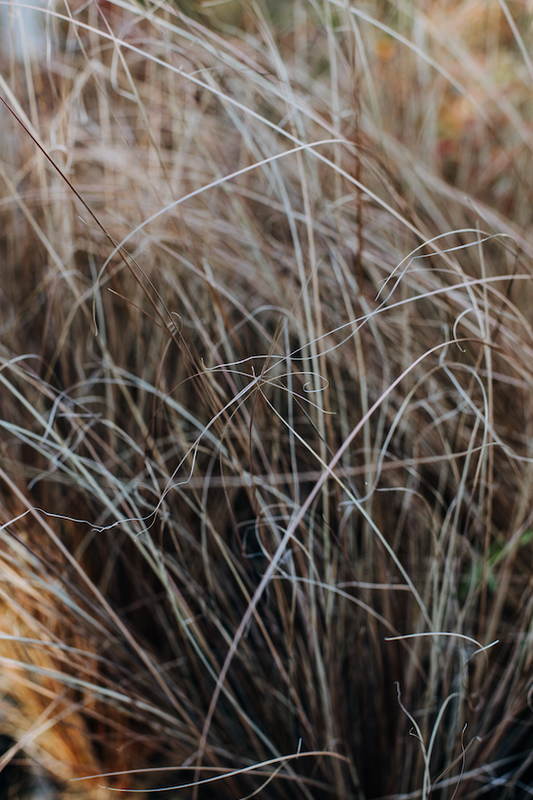 Carex Red Rooster