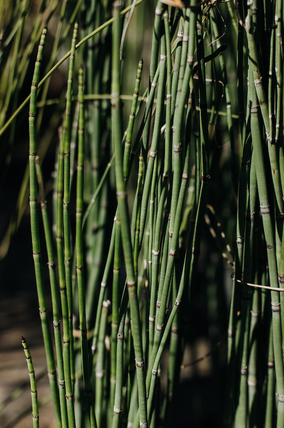 Equisetum