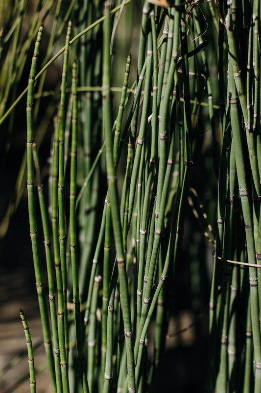 Equisetum