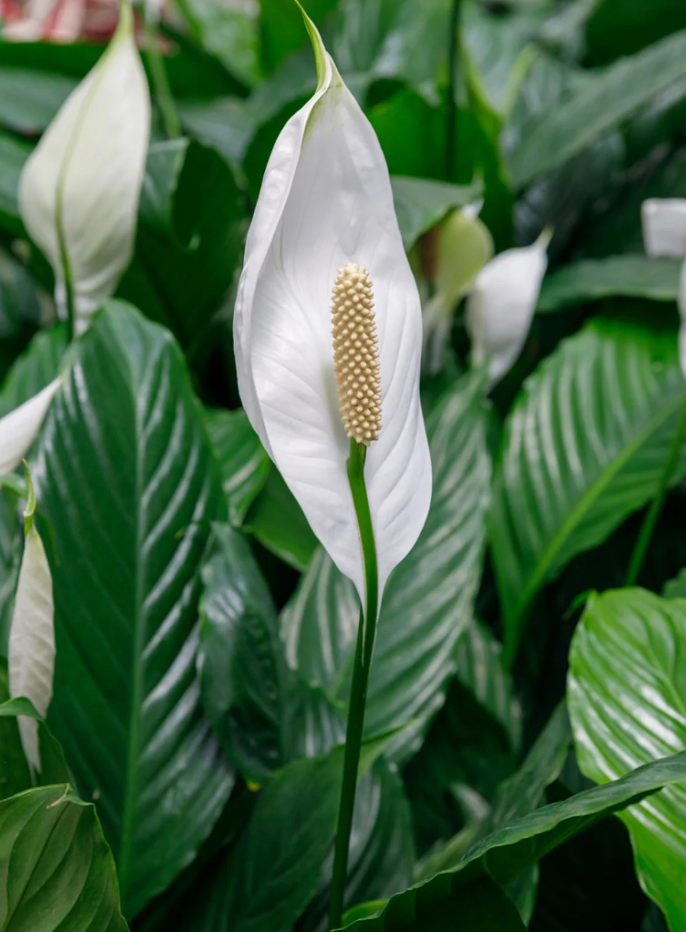 Spatyphyllum