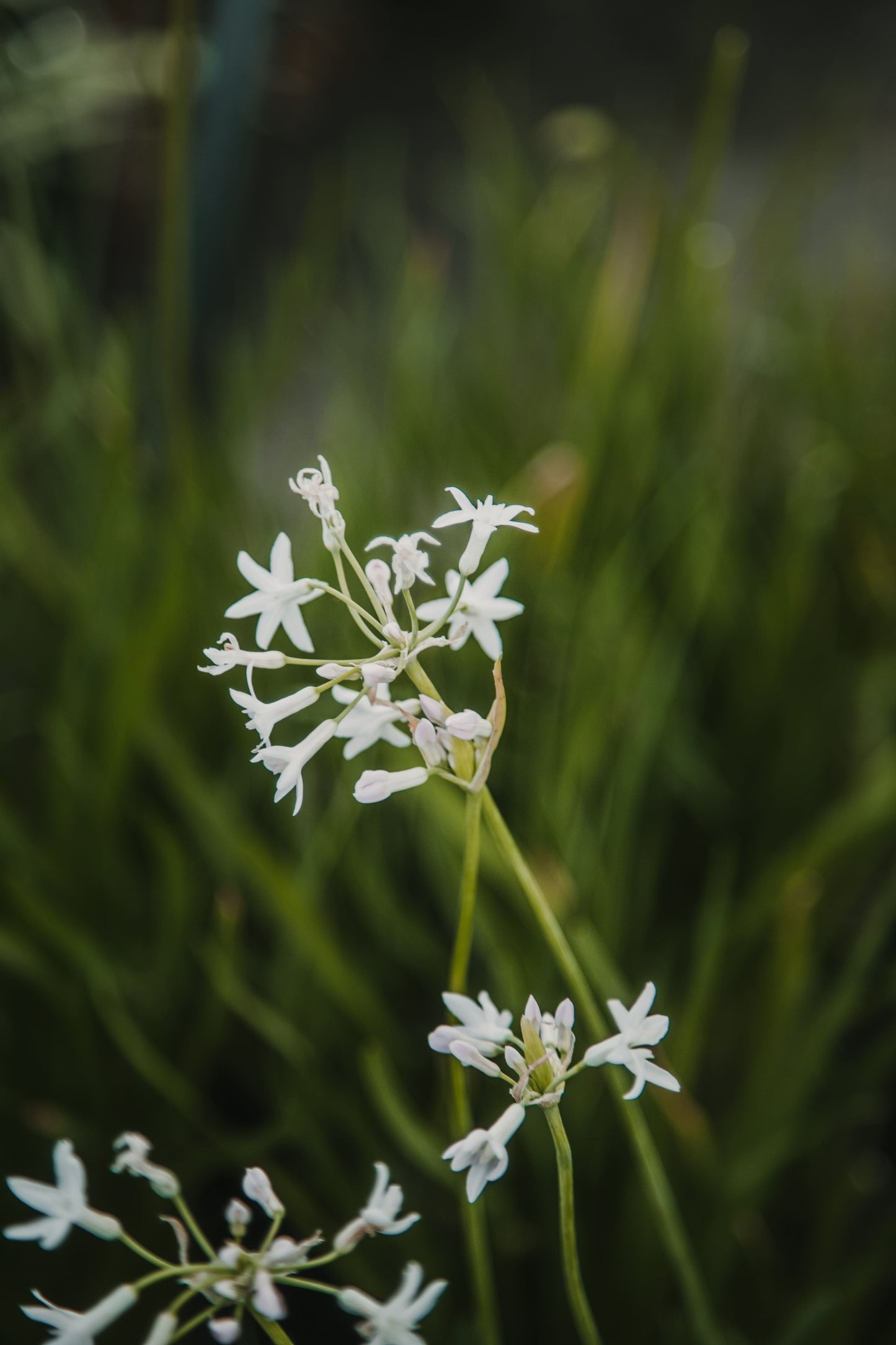 Tulbalgia