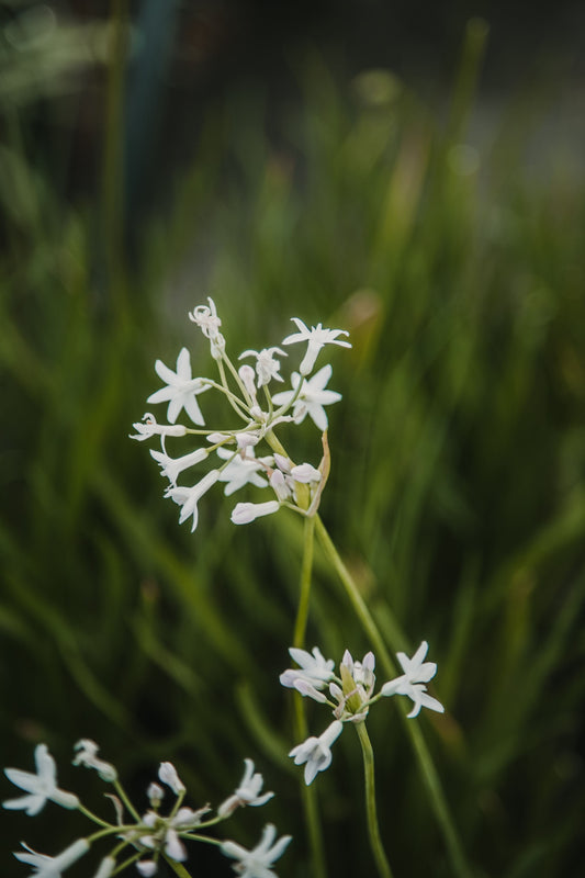 Tulbalgia