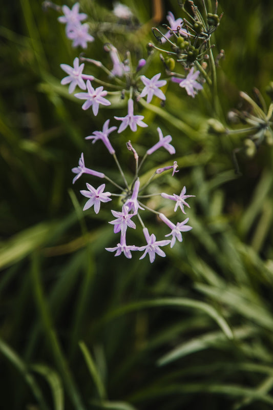 Tulbalgia
