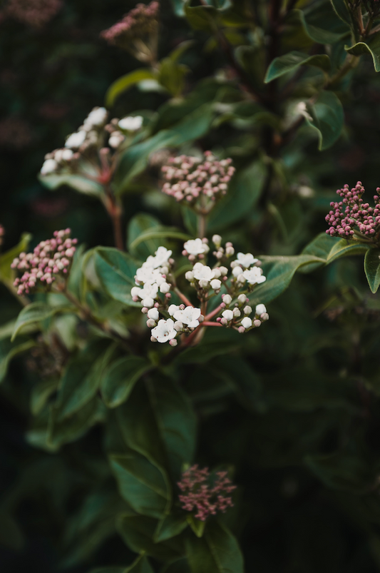 Viburnum tinus