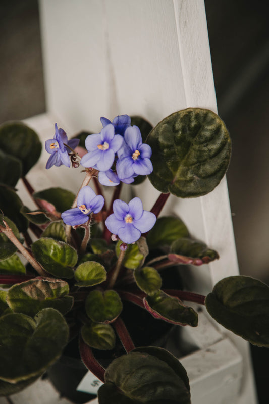 Violeta africana