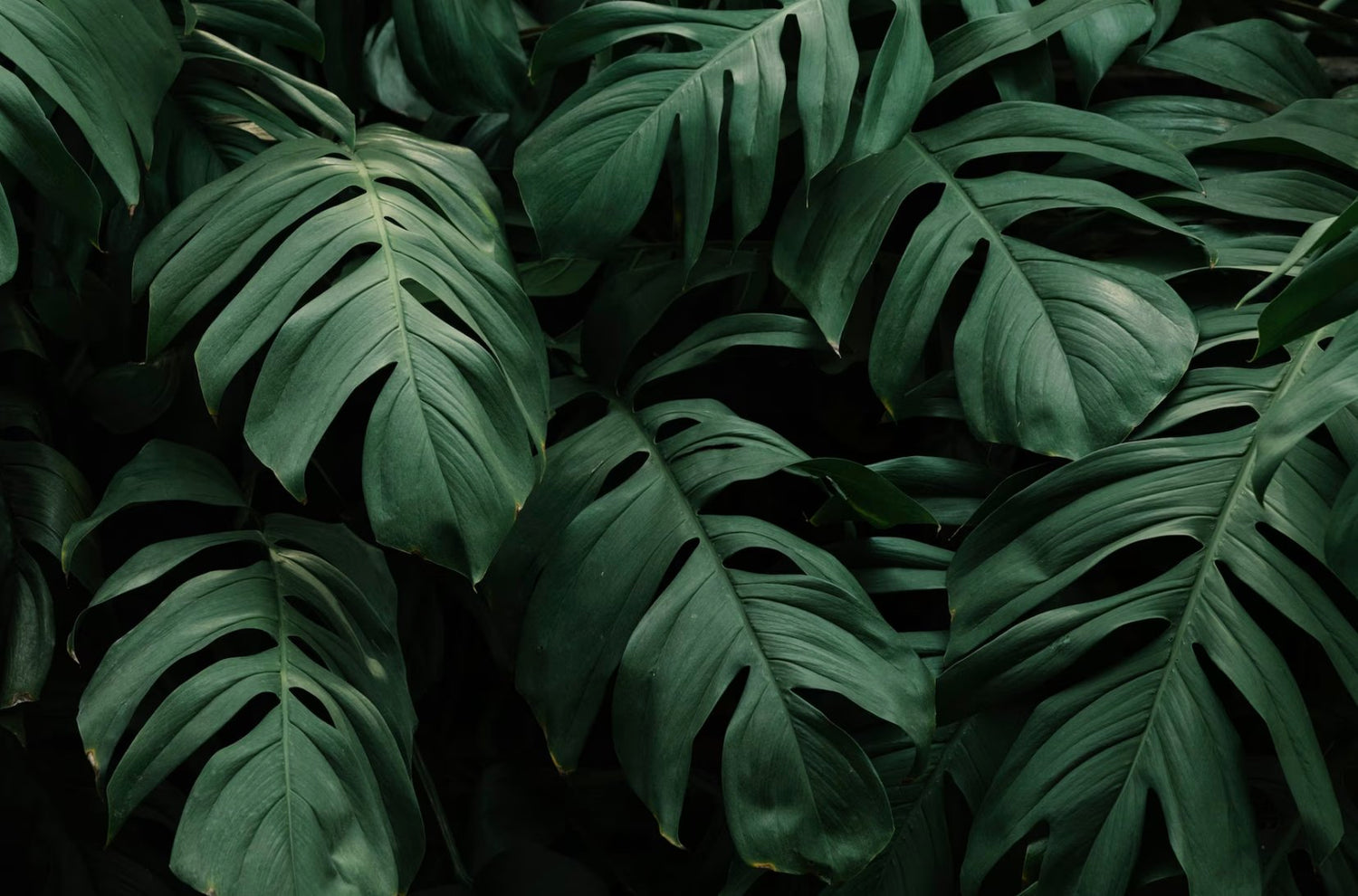 Plantas