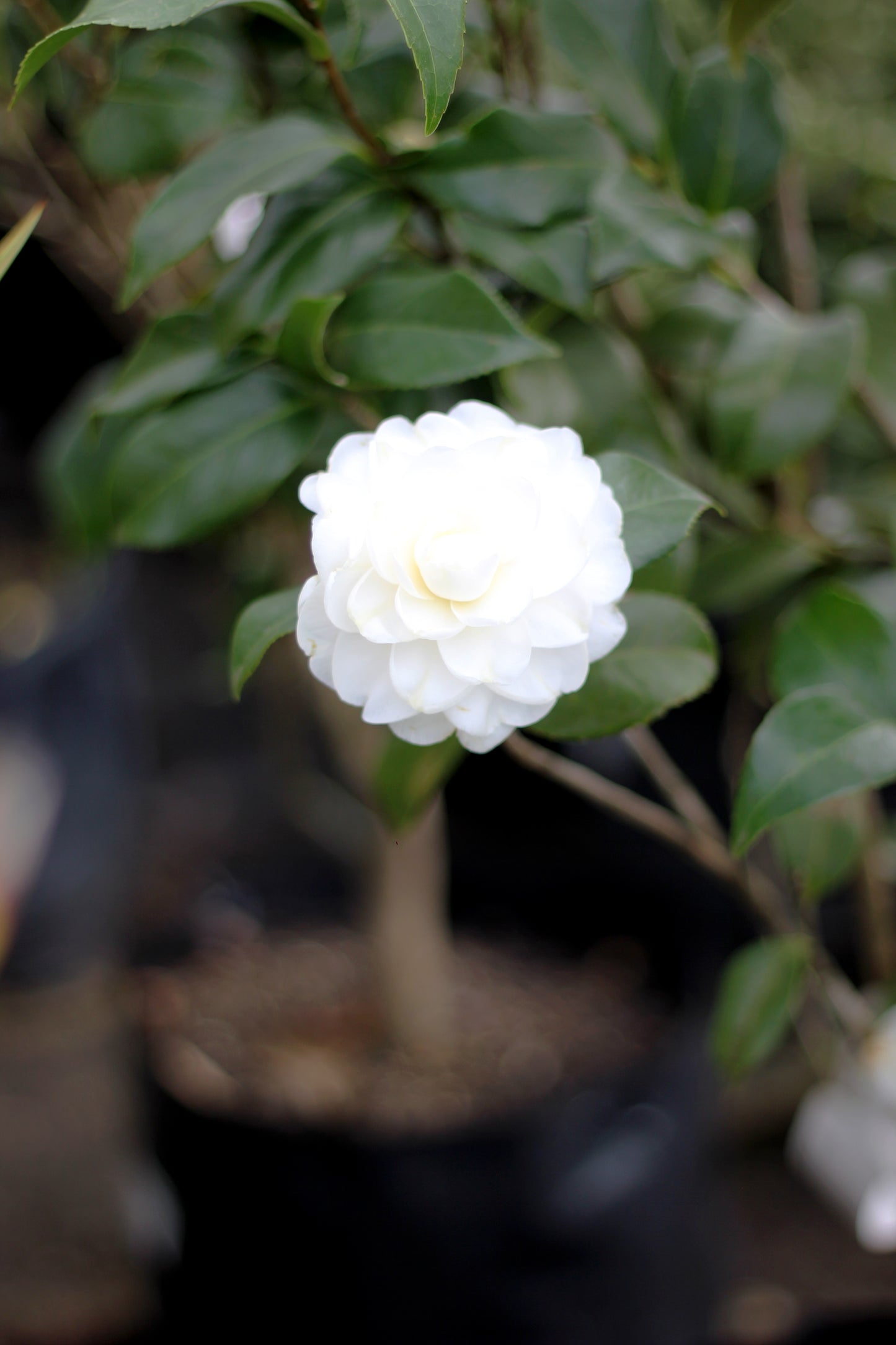 Camelia