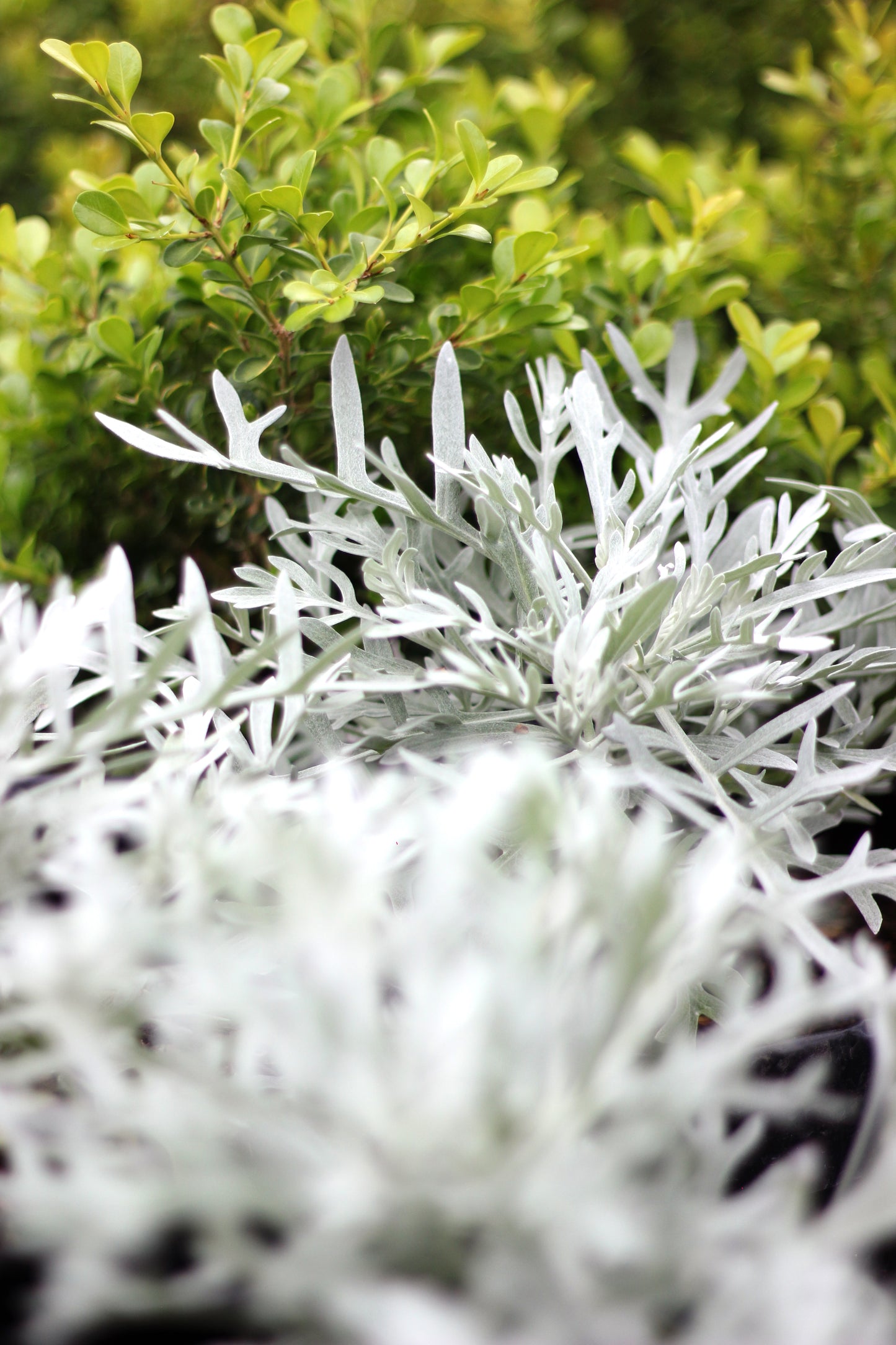 Senecio vira-vira