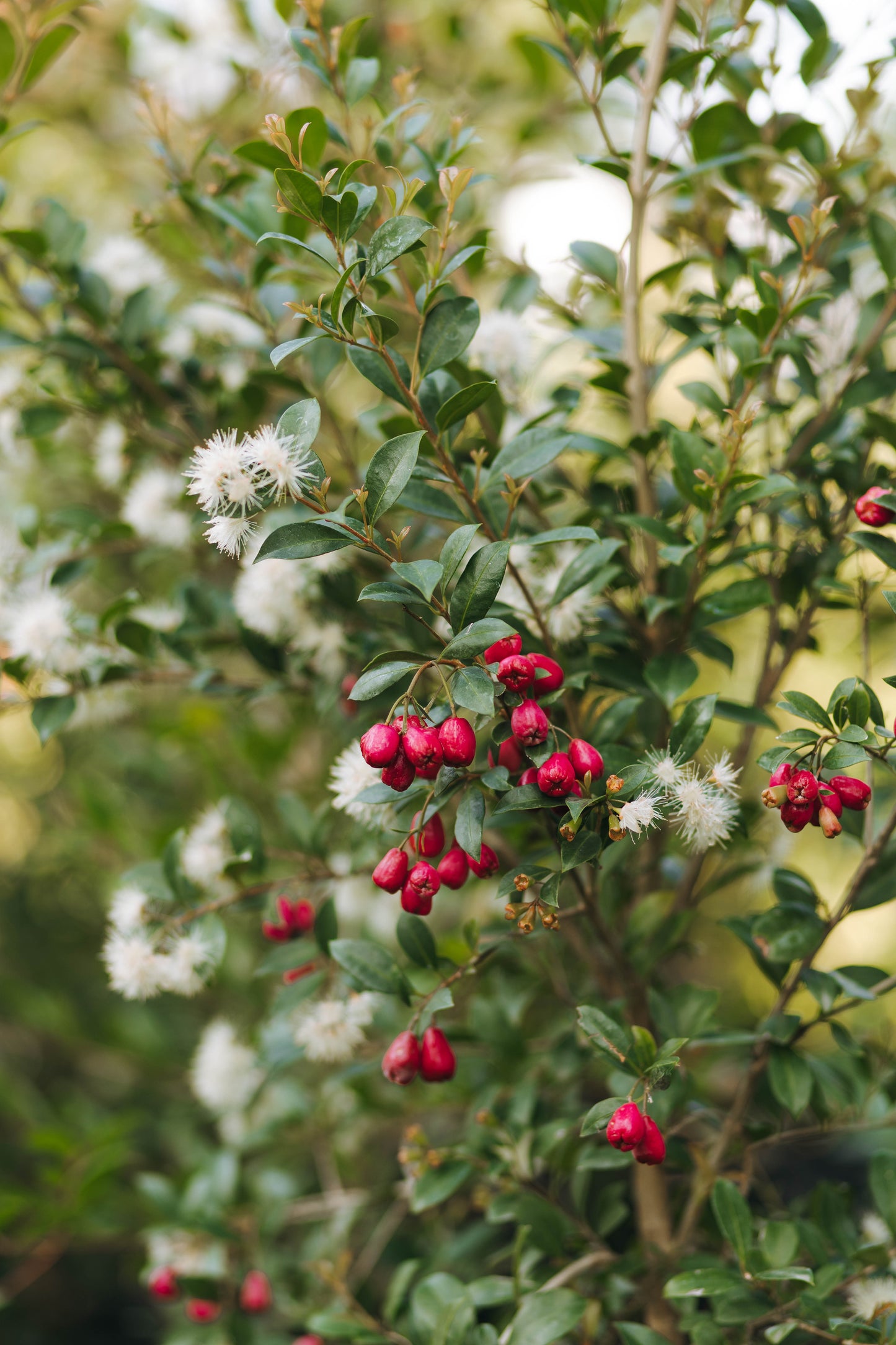 Eugenia myrtifolia