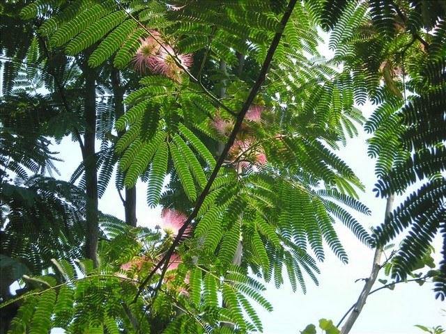 Acacia de Constantinopla
