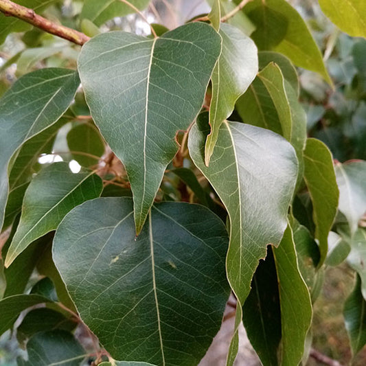 Brachichito