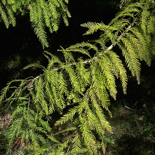 Ciprés calvo