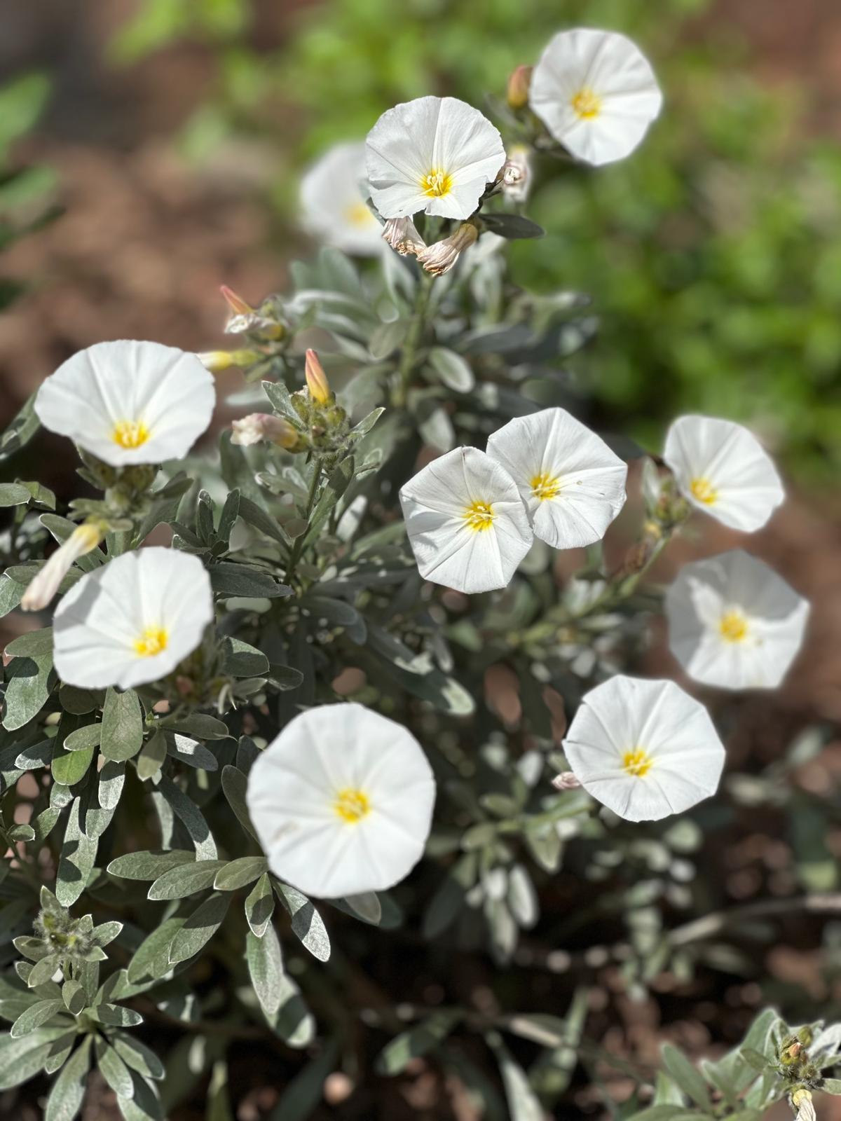 Convolvulus
