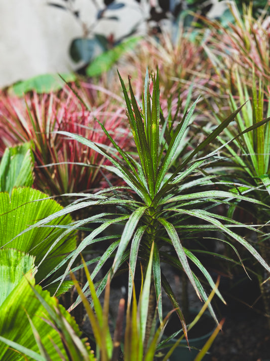 Drácena marginata 'Black'