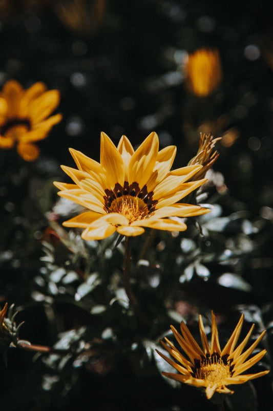 Gazania